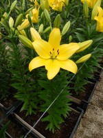 [5048 Pavia No01.JPG]